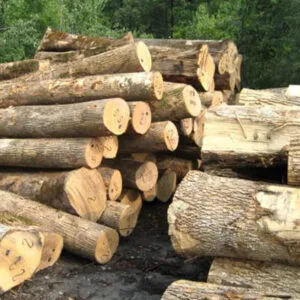 Quality Ash Logs